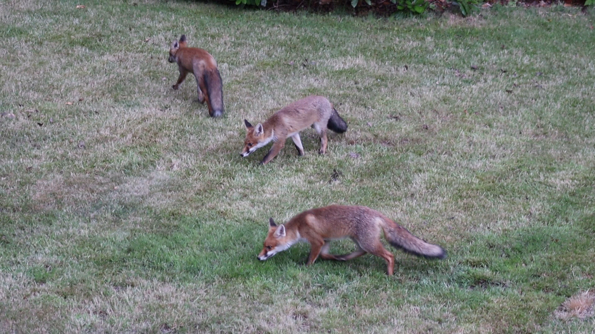 Three Foxes
