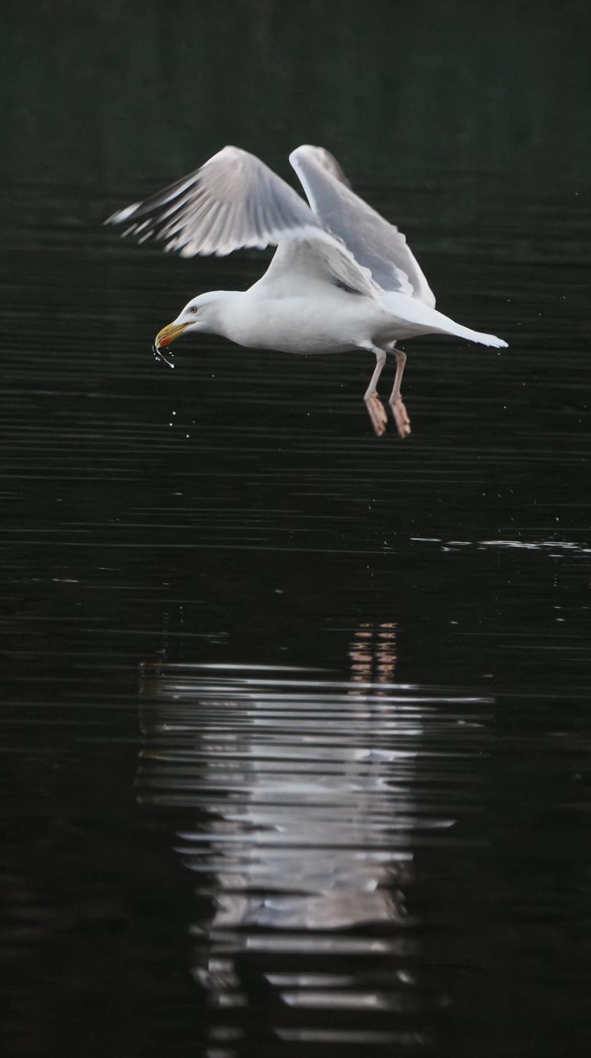 seagull