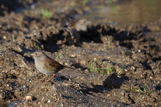 Dunnock