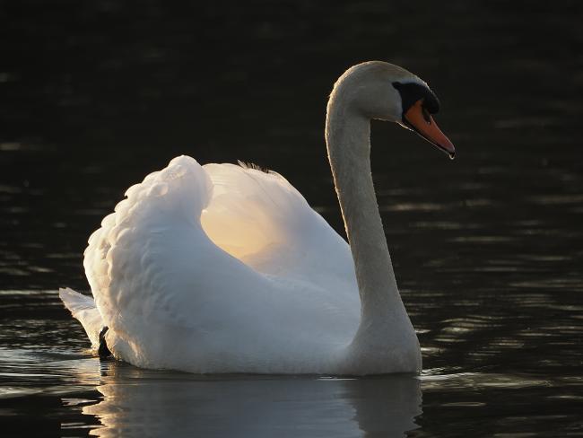 Swan