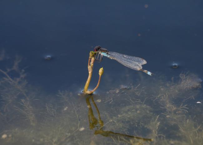 Damsel