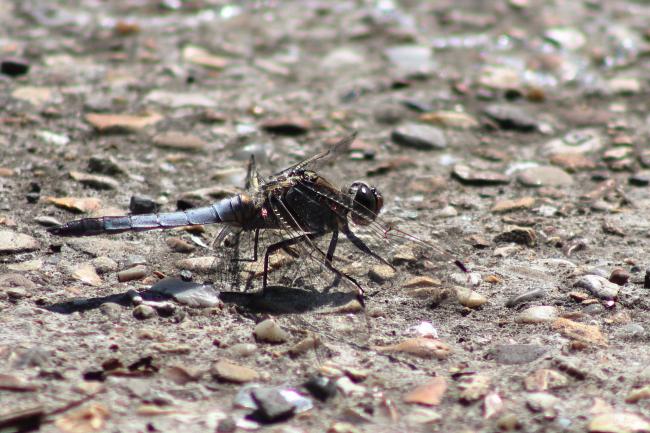 Dragon Fly
