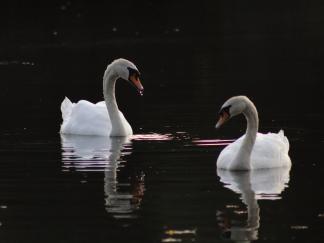 Swans