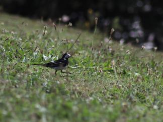 Wagtail