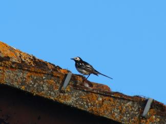Wagtail