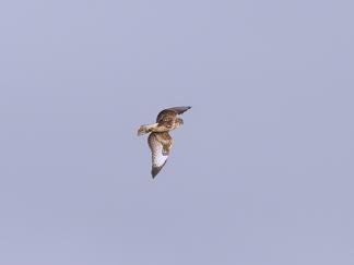 buzzard