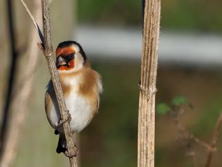Goldfinch