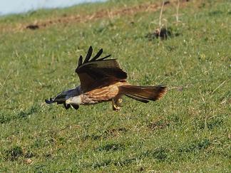 Red Kite