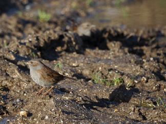 Dunnock