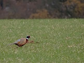 Pheasant