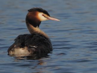 Grebe
