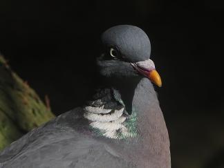 Pigeon
