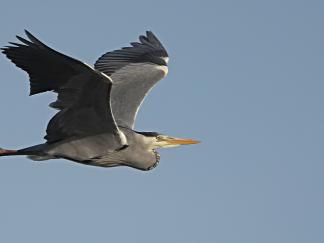 Heron