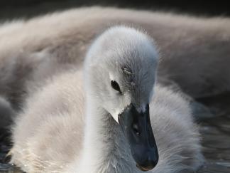 Cygnet