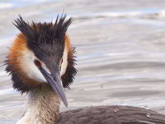 grebe