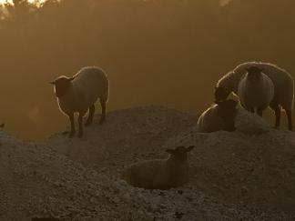 Dawn Sheep
