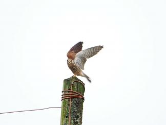 Kestrel