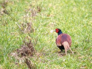 Pheasant
