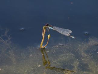 Damsel