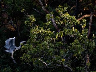 Heron